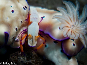 Imperator shrimp on a cromodoris by Beate Seiler 